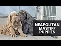 Neapolitan Mastiff Puppies Everything You Need to Know