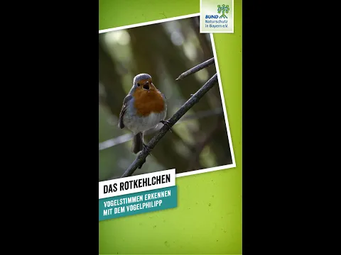 Download MP3 Gesang des Rotkehlchens | Vogelstimmen erkennen mit dem Vogelphilipp | BUND Naturschutz