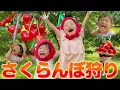 Download Lagu ついに実現✨山形で本場のさくらんぼ食べてきた🍒