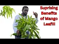 Lagu Mangoblad: De verborgen kracht van de mangoboom | Recept voor bloedsuiker, ontstekingen en thee |...