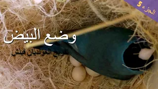 وضع البيض و النظام الغذائي عند الجولديان فينش 