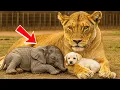 Download Lagu A Lioness Raised an Orphaned Puppy and Elephant Calf – What Happened Two Years Later Amazed Everyone