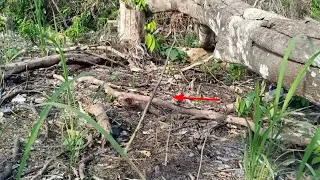 1000 ciblek terhipnotis mp3 ter ampuh