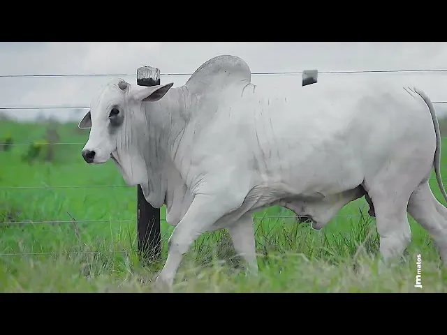 Garrote Nelore GLMP - 1720