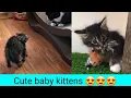 Funny kittens gatos graciosos funny s