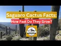 Saguaro Cactus Facts How Fast Do They Grow
