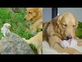 Download Lagu My Golden Retriever Found a Bold Lost Kitten and Adopts Him!