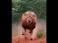 Big lion #youtubeshorts #discovery #animals #lion #viral #lion #africa #safari #wild