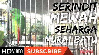 serindit nembak isian cililin panjang suara tajam masteran ampuh untuk murai batu