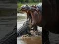 Download Lagu Woedende Nijlpaardenfamilie vernietigt een bende krokodillen 😱😡🐊| #Nijlpaard #Moederliefde #Krokodil