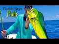 Florida Keys Mahi Mahi Trolling vs Chumming