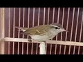 Download Lagu Suara Burung Cikrak Kutub Gacor