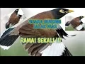 Download Lagu Suara burung jalak nias ramai JERNIH untuk pikat dan pancingan