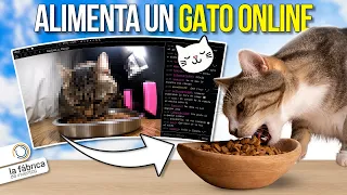 Creó un comedero para gatos con IA y ocurrió esto... 🐱💻