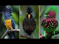 Download Lagu 20 vreemdste vogels ter wereld – je gelooft niet dat ze bestaan!