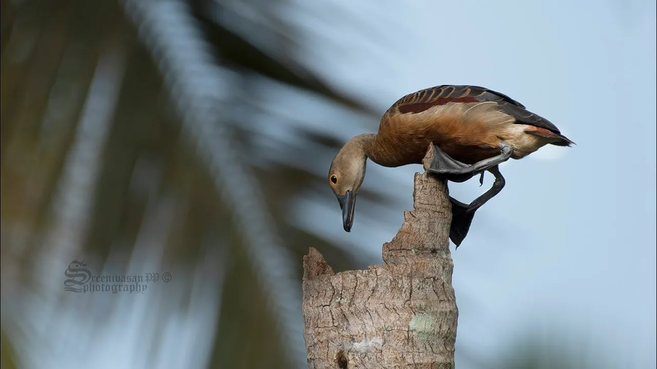 The lesser whistling duck, also known as lesser whistling teal #birdwatching #birds #photography