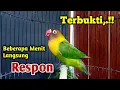 Download Lagu TERBUKTI, HANYA DENGAR BEBERAPA MENIT Langsung Bunyi, Suara Burung Lovebird Gacor Bikin Cepat Ngekek MP3