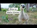 How to Raise Geese GEESE 101