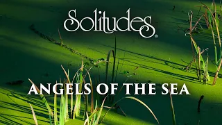 Download Dan Gibson’s Solitudes - Florida Dream | Angels of the Sea MP3