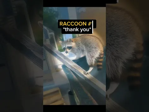 *Raccoon Stuck*