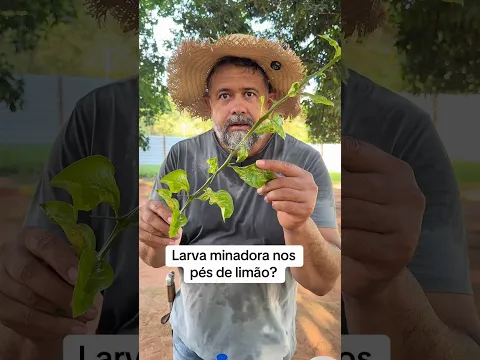 Larva minadora atacando aí? #agro #interior #dicas #roça