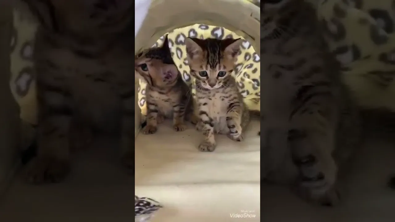 茨城県のジェネッタ 男の子 22 01 05生まれ ブラウンスポットタビーの男の子 子猫id 子猫ブリーダーナビ