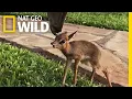 Download Lagu Tiny Rescued Antelope Makes an Unlikely Friend | Nat Geo Wild