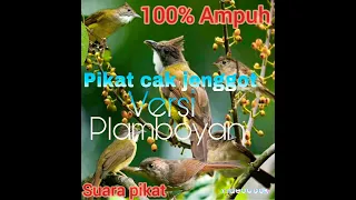 suara pikat cak jenggot versi flamboyan ribut