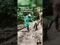 Anak Gajah Jahil #elephant #gajah #lucu #animals #funny #dubbing #demikanimal #shorts #memes #viral