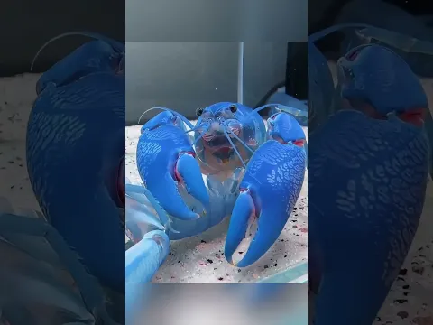 उसे लगा लॉब्स्टर का खोल खाली है… फिर जो हुआ 😱🦞