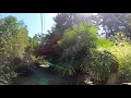 Download Lagu Neglected Palm trees can sometimes look the best!