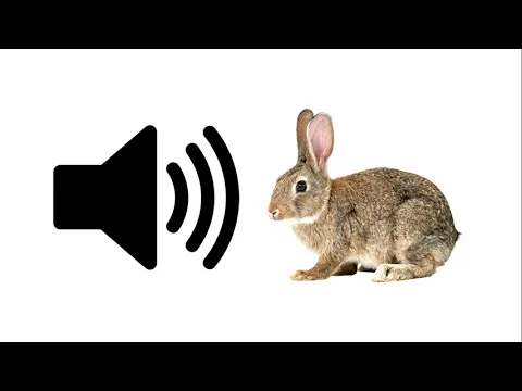 Download MP3 Rabbit - Sound Effect | ProSounds