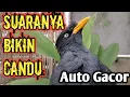 Download Lagu TERAPI SUARA JALAK KEBO GACOR| Pancingan Dan Masteran Jalak Kebo Agar Cepat Gacor.Putar Suara Ini,