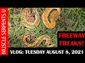 FREEWAY BALL PYTHON COMBOS ALBINO BLUE TONGUE LIZARD 8-12-21