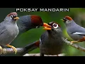 Download Lagu PANCINGAN POKSAY MANDARIN PALING MANJUR BIKIN POKSAY BAHAN CEPAT NGEPLONG RAJIN