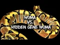 Comparison Between the Woma and Hidden Gene Woma Ball Python