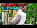 Download Lagu SUARA BURUNG KUTILANG GACOR FULL ISIAN