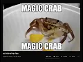 fishmans magic love but it s a crab