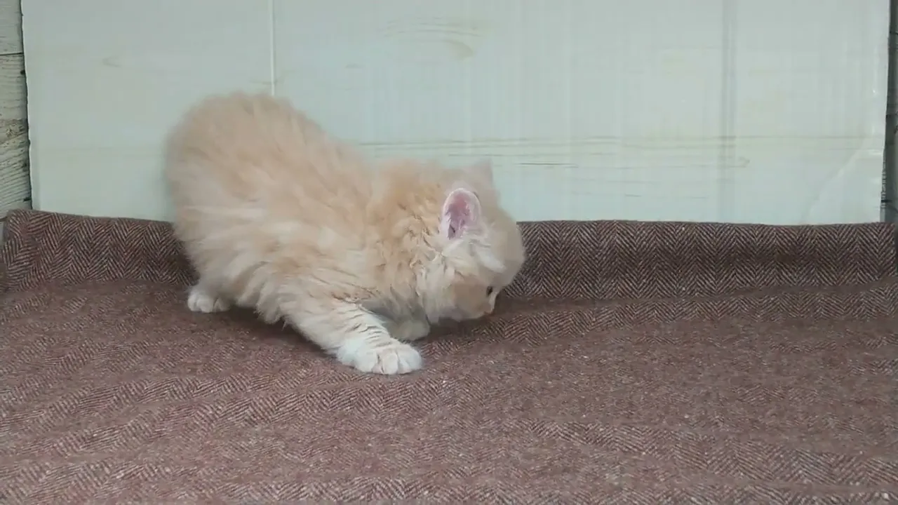 動画