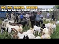 Lagu Kambing babon hanya 600 ribu, Cempe 300, P Etawa, Jawa Randu Super di pasar Sukanegara