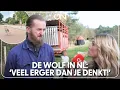 Wolvenprobleem groter dan gedacht: 'Niet iedereen meldt voorvallen' | Ongehoord Nieuws #278