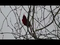 Northern Cardinal singing pretty