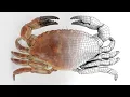 Tutorial SHOWCASE Your 3D Models LIKE a PRO How to Render Stunning WIREFRAMES in Blender