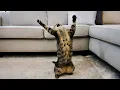 Download Lagu Life’s Never Boring With These CATS Around! 😹 Funny Cat Video 2025
