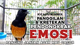 rayuan maut murai batu betina memanggil jantan pancingan murai batu jantan agar mau buka paruh