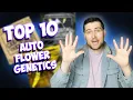 THE BEST AUTOFLOWER GENETICS OF 2024