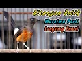 Download Lagu PANCINGAN PENJEBOL EMOSI MURAI BATU DIAM PALING HANDAL‼️KRETEKAN KERAS BETINA BIKIN JANTAN RESPON