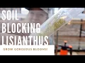 Growing Lisianthus from Seed Soil Block Starting Guide