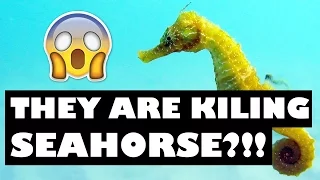 EXPLOITED MARINE SOURCES AS SOUVENIR PRODUCT 