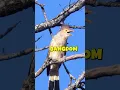Download Lagu TEMBAKAN SUARA BURUNG GUIRA CUCKOO #suaraburung #burung
